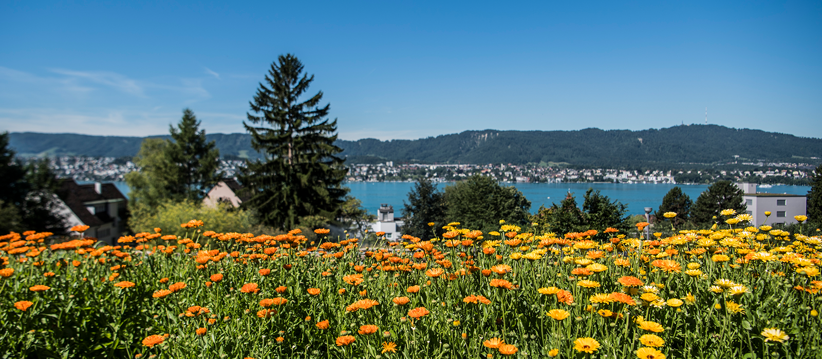 Blumenwiese mit Blick auf den Zürichsee